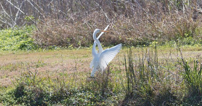 heron at Cash Creek