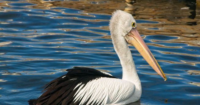 Pelican in Tres Palacios Loop