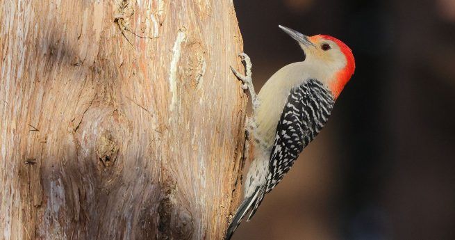 Red bellied woodpecker