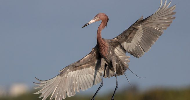 Reddish Egret - tres palacios bird watching