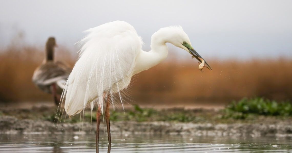 Crane in the water