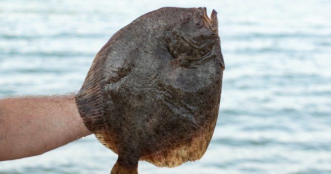 A person is holding up a large flounder fish against a backdrop of calm water. The fish is dark in color and has a flat, oval-shaped body.