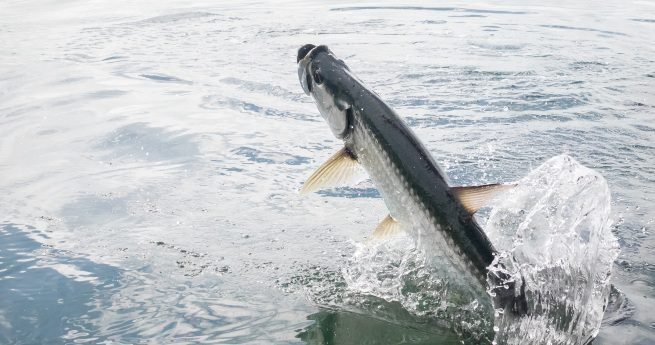 reeling in the top matagorda fishing charters & fishing guides -tarpon-4-min A large tarpon fish is leaping out of the water, creating a splash. The fish's shiny, silver body and distinctive dorsal fin are prominently visible.