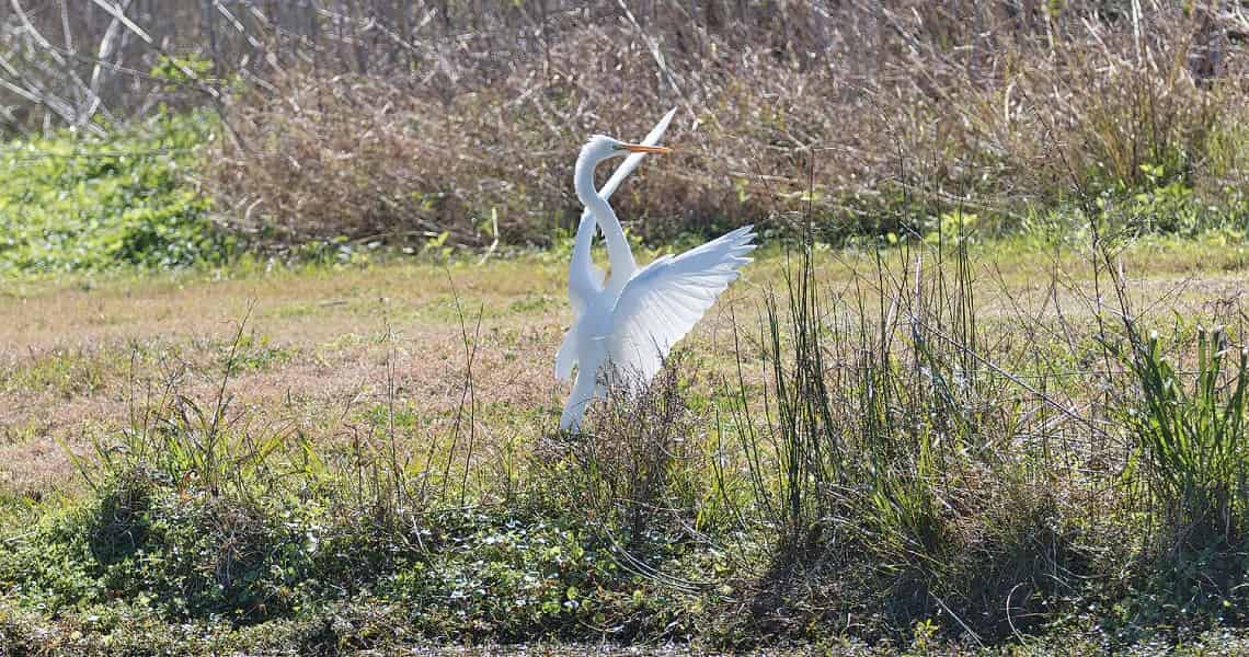 the best of palacios, tx-bird-6 A graceful white heron is captured in a natural setting, standing among tall grasses and plants. The bird has its wings partially spread, showcasing its elegant feathers and long neck. The heron appears to be in motion, possibly about to take flight or adjust its position. The background includes a mix of greenery and dry vegetation, indicating a marshy or wetland environment.