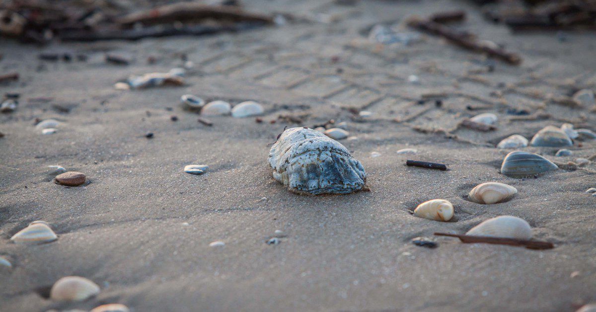 Palacios TX Beach: Palacios Bay Beach | Beachside