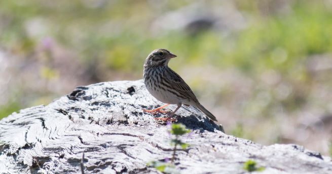 The image features a small bird perched on a piece of weathered driftwood or a rock. The bird has a delicate build with a light brown and white streaked pattern on its chest and back. It stands with its head turned slightly to the side, showing off a pointed beak and attentive posture. The background is softly blurred, highlighting the bird and suggesting a natural, outdoor setting with greenery.