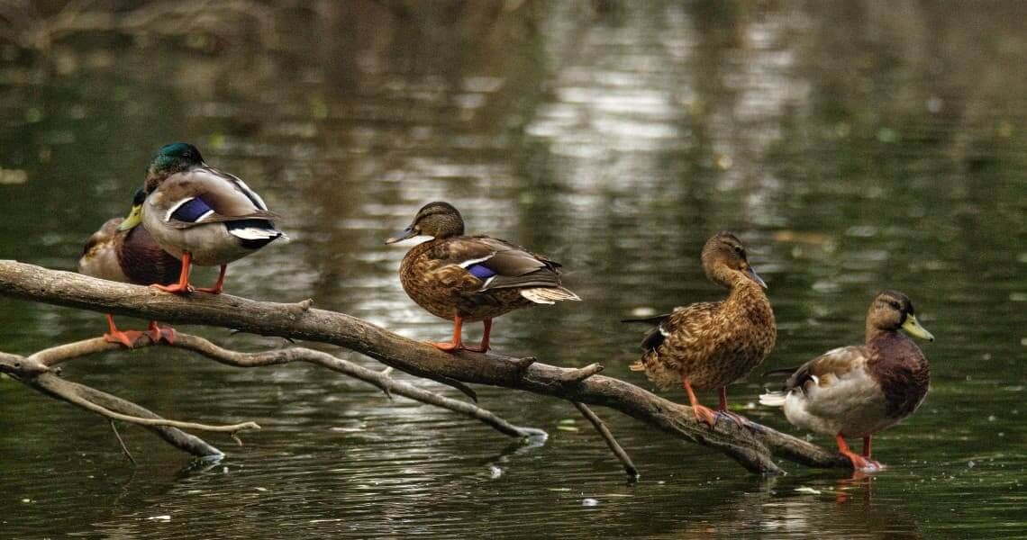 about port lavaca-ducks-5