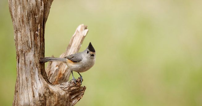 The image shows a Black-crested Titmouse perched on a piece of weathered wood. The small bird has soft gray plumage with a black crest atop its head, giving it a distinctive and stylish appearance.