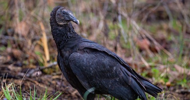 The image shows a Black Vulture standing on the ground amidst a natural, somewhat overgrown setting. The bird's dark plumage is almost entirely black, with a slight sheen visible on its wings. It has a bald, wrinkled head, characteristic of vultures, and a hooked beak suited for scavenging.