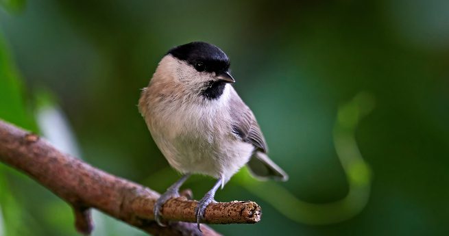 central texas birds-carolina chickadee-4 The image shows a Carolina Chickadee perched on a branch. The small bird has a soft, round body with light gray and white plumage, complemented by a distinctive black cap and bib.