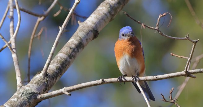 central texas birds-eastern bluebird-7 The image shows an Eastern Bluebird perched on a bare tree branch. The bird is facing the camera directly, showcasing its vibrant blue head and wings, along with its rich orange-brown chest and white belly. The Eastern Bluebird's small, delicate feet grip the branch firmly, while the background is a mix of blurred greens and blues, hinting at a natural outdoor setting.