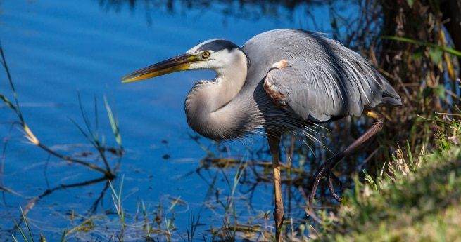 The image shows a Great Blue Heron standing near the edge of a body of water. The bird is captured in a side profile, displaying its long neck, sharp beak, and elegant grey-blue plumage.