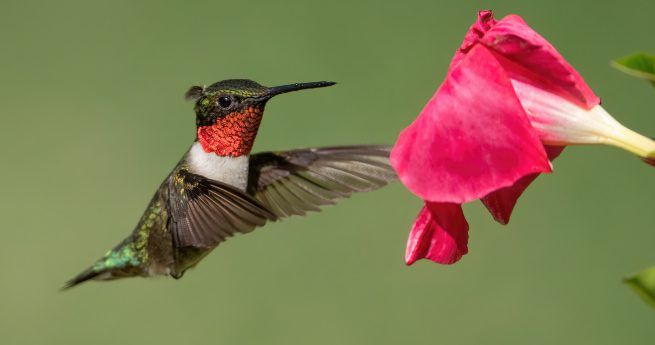 The image shows a Ruby-throated Hummingbird in mid-flight, hovering next to a vibrant pink flower. The bird is captured with its wings blurred in motion, showcasing its iridescent green back and a striking red throat. The hummingbird's long, slender beak is extended toward the flower, as if about to feed on its nectar.