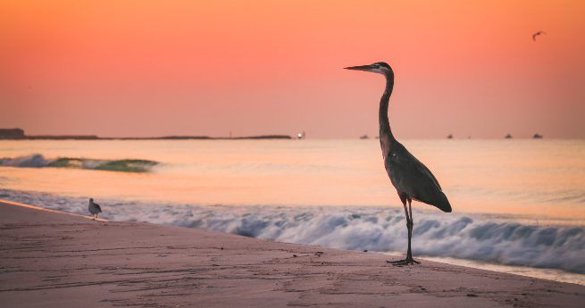 The image depicts a tranquil beach scene at sunset, with a tall heron standing gracefully near the water's edge. The sky is painted in soft hues of orange and pink, reflecting on the calm waves gently lapping the shore.