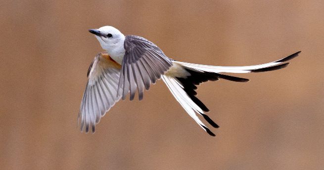 The image shows a scissor-tailed flycatcher in mid-flight, captured against a blurred, neutral-toned background. The bird has a slender body with light-colored feathers, a white head, and a long, forked tail that is prominently spread out, with black and white markings. Its wings are gracefully extended, revealing the soft gradient of its gray and white feathers. The bird appears to be gliding effortlessly through the air, showcasing its elegant and distinctive tail feathers.