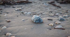 The image shows a sandy beach scattered with small seashells and pebbles.