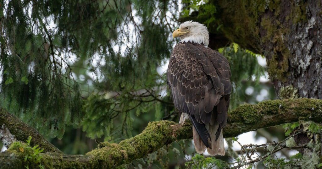 A bald eagle perched on a moss-covered tree branch, surrounded by lush green foliage. The eagle's distinctive white head and sharp yellow beak stand out against its dark brown feathers. The background consists of dense tree branches, creating a natural and serene forest setting.