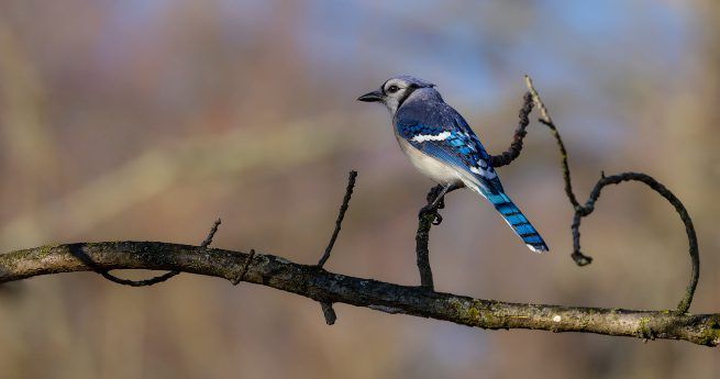 A Blue Jay perched on a slender, curving branch against a soft, blurred background of bare trees and blue sky.