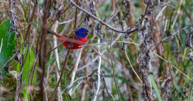 A vibrantly colored bird, likely a Painted Bunting, perched amidst dry and withered plants. The bird's striking blue head contrasts sharply with its bright red breast and underbelly, while its wings and back feature hues of green and yellow.