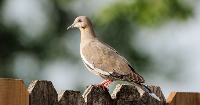 A White-winged Dove perched on a wooden fence, bathed in soft sunlight. The dove's plumage is a subtle mix of light brown and gray, with a distinctive white stripe along its wing and a slightly iridescent patch near its neck.