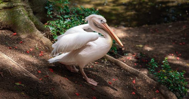 A white pelican standing on a shaded, earthy ground near a small stream. The pelican has its wings slightly spread, revealing its large, graceful form and long, orange beak. The ground is sprinkled with a few red flower petals, adding a touch of color to the scene. The background includes green foliage, providing a natural, serene environment.