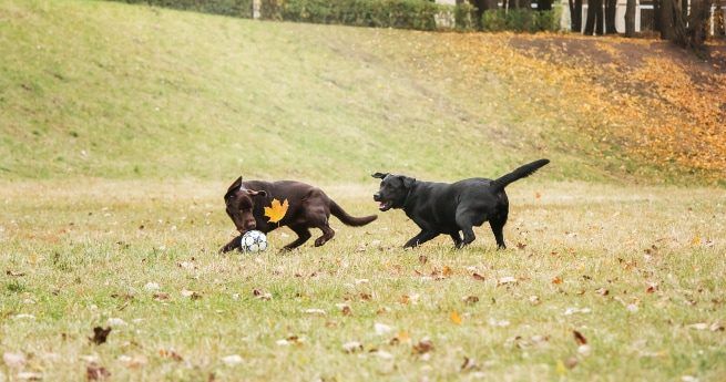 Two dogs, a brown one and a black one, are playfully chasing each other in a grassy park. The brown dog is focused on a soccer ball, trying to grab it with its mouth, while the black dog runs closely behind, seemingly enjoying the chase.