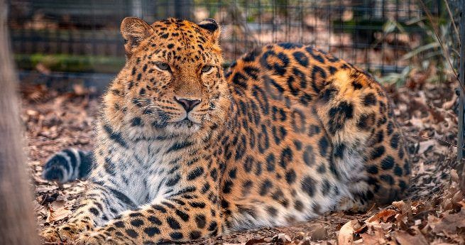 A close-up image of a majestic leopard lounging on the ground, surrounded by dry leaves. The leopard's golden fur is covered in distinctive black rosettes and spots, and its eyes have a calm yet alert expression. The background suggests the leopard is in an enclosed area, possibly a zoo, with a wire fence slightly visible behind it.