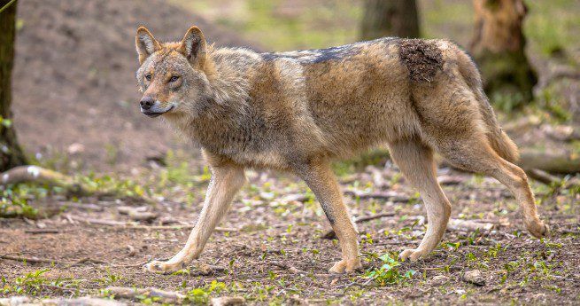 The image shows a coyote walking through a natural, wooded area. The coyote has a thick, bushy coat with a mix of gray, brown, and tan fur.