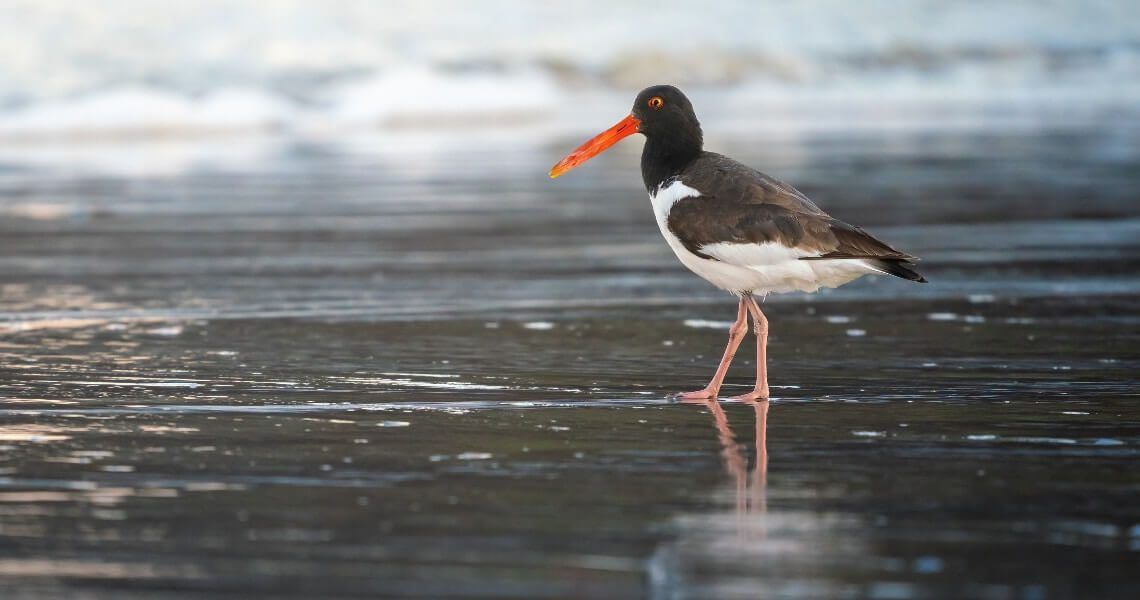 guide to bird-watching in palacios-american oystercatcher-4