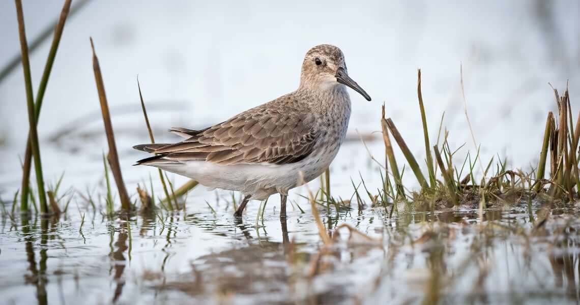 guide to bird-watching in palacios-baird sandpiper-5 guide to bird-watching in palacios-baird sandpiper-5