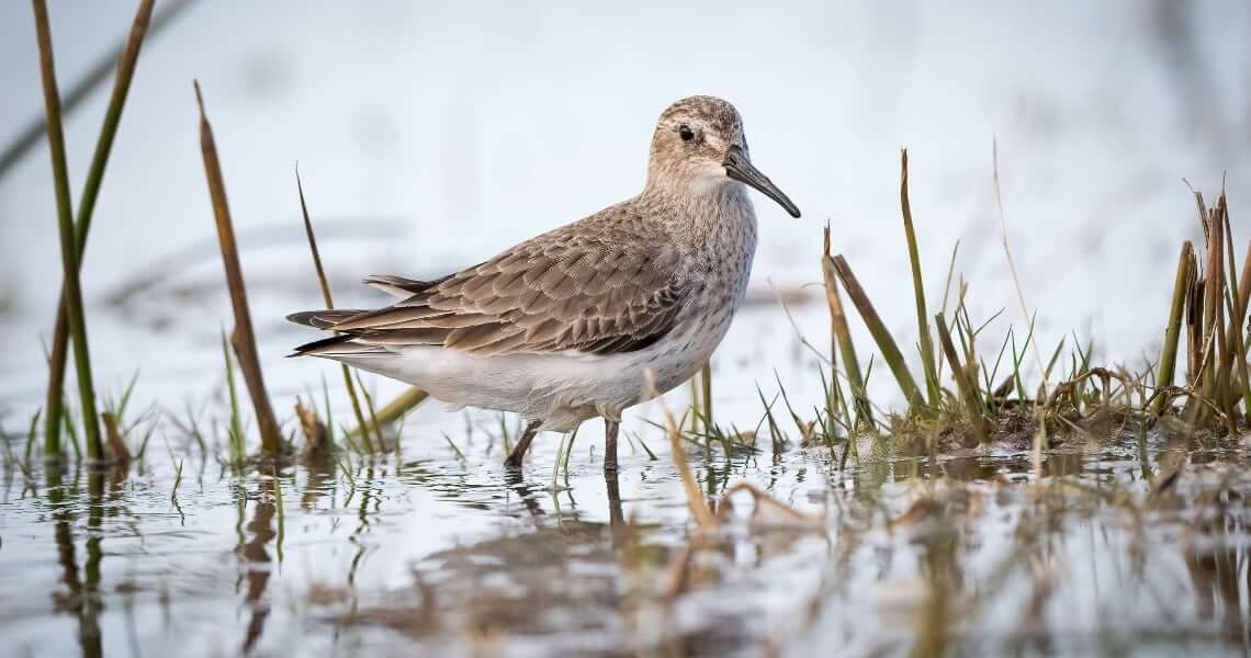 guide to bird-watching in palacios-baird sandpiper-5