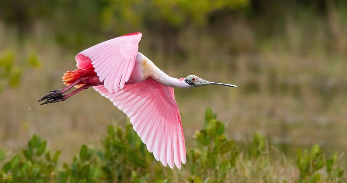 guide to bird-watching in palacios-roseate spoonbill-3