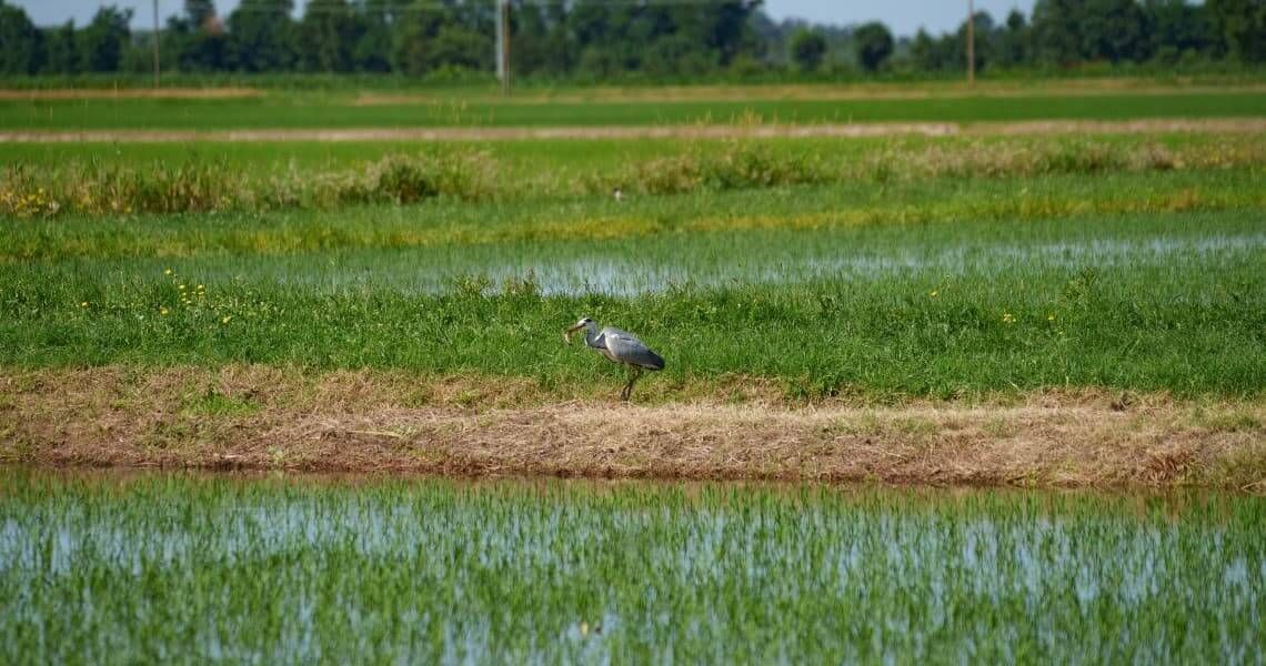 guide to hiking in palacios-bird in rice field-4