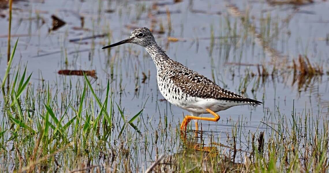 guide to hiking in palacios-greater yellowleg bird-3