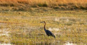 A tall, slender wading bird with a long neck and beak, standing in a wetland area surrounded by grassy vegetation.