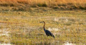 A tall, slender wading bird with a long neck and beak, standing in a wetland area surrounded by grassy vegetation.