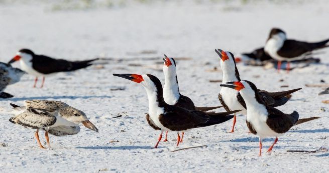 A group of black skimmers, distinctive birds with black upper bodies, white underparts, and bright orange beaks, are gathered on a sandy beach.