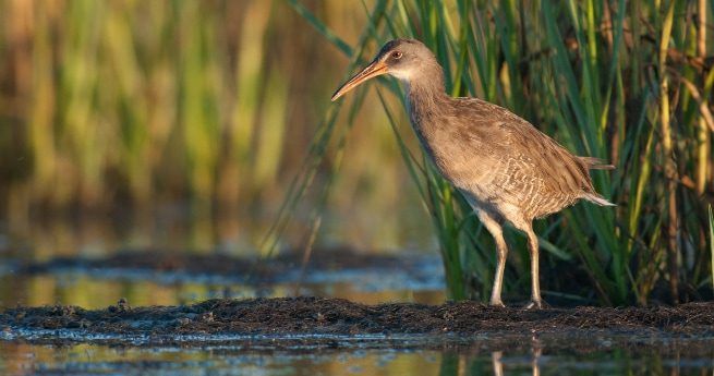 A clapper rail, a medium-sized marsh bird with a long, slightly curved beak, stands on the edge of a wetland area near tall reeds.