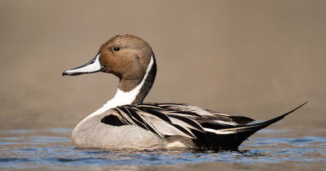 A Northern Pintail duck, with its sleek body and long, pointed tail feathers, gracefully floats on calm water. The duck has a rich brown head, white neck, and a patterned gray and black body.