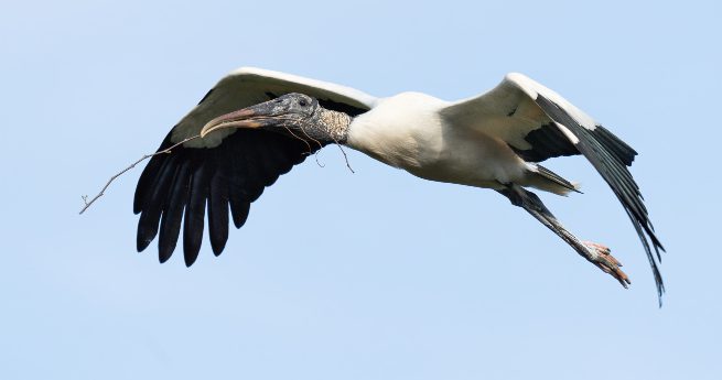 port lavaca birding sanctuary-wood stork-3 A wood stork, a large wading bird, is captured in flight against a clear blue sky.