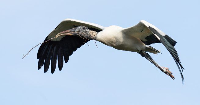 A wood stork, a large wading bird, is captured in flight against a clear blue sky.