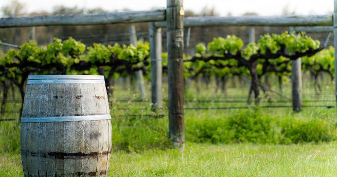 A wooden barrel sitting on green grass in the foreground with rows of grapevines growing on trellises in the background at a vineyard.