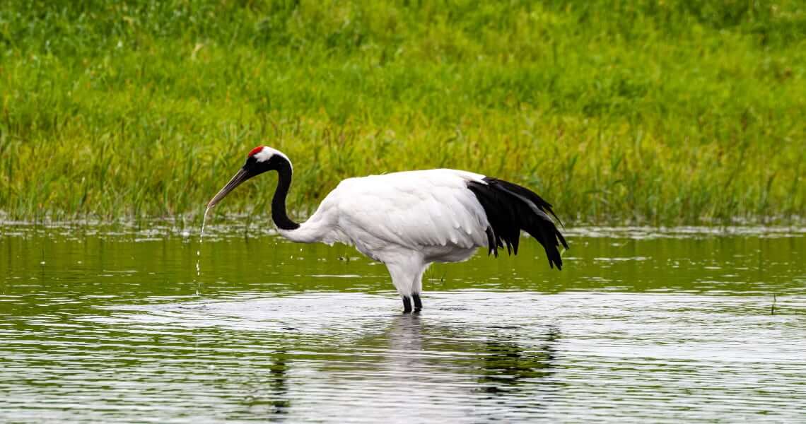 the gulf coast region-whooping crane-4 the gulf coast region-whooping crane-4