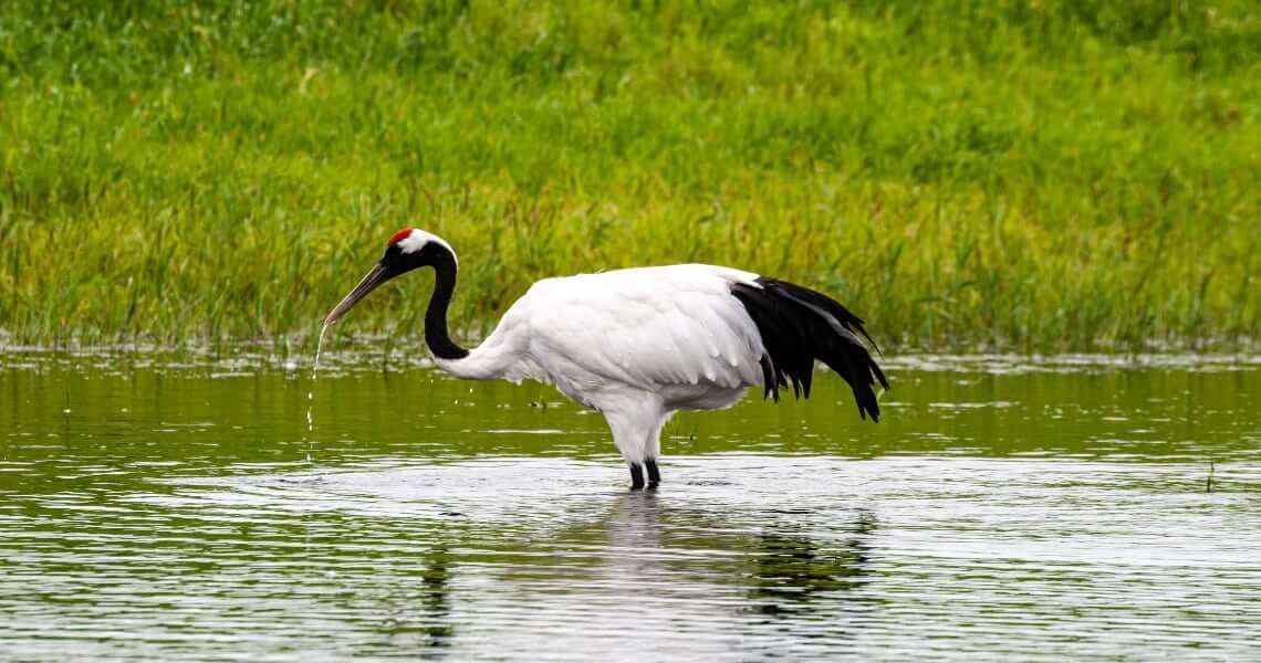 the gulf coast region-whooping crane-4