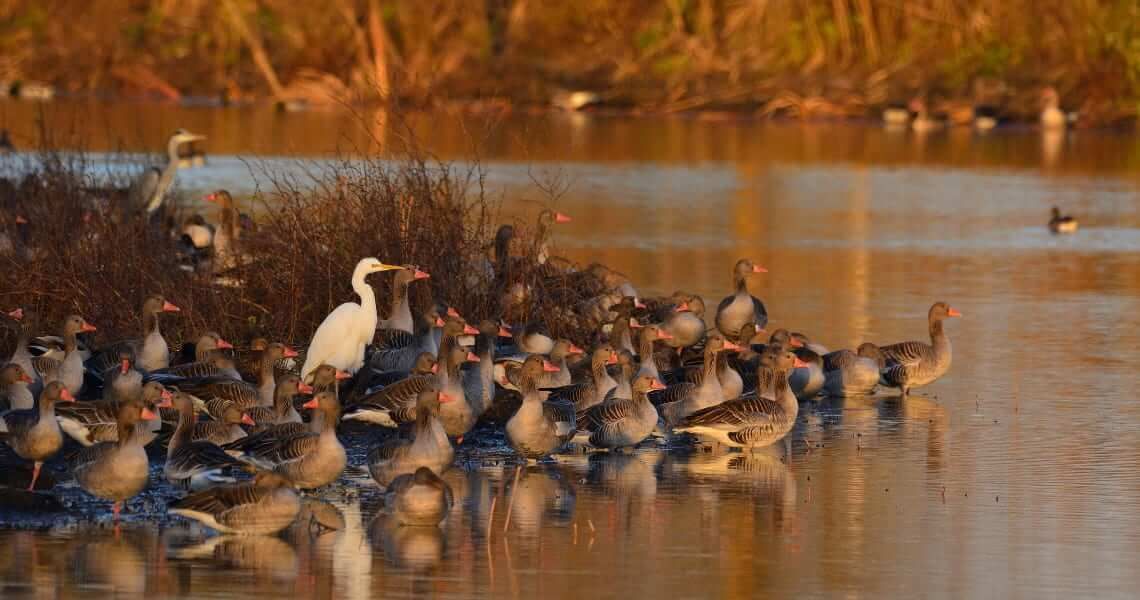 the gulf of mexico-birds on shore-4