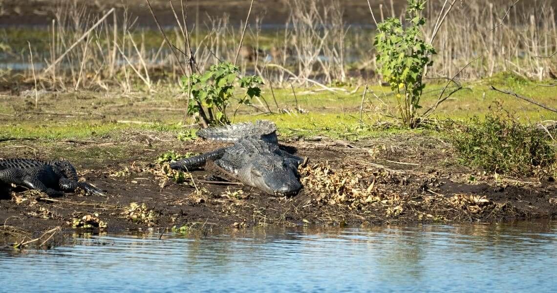 the hunter's guide to hunting in palacios, tx-alligator-3