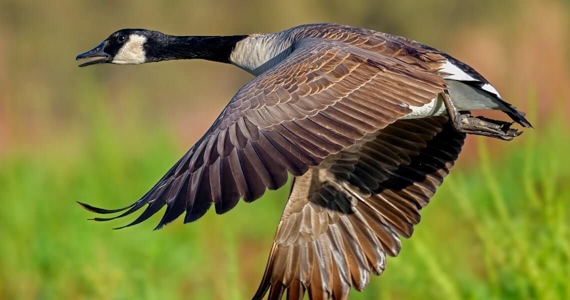 the hunter's guide to hunting in palacios, tx-canadian goose-4