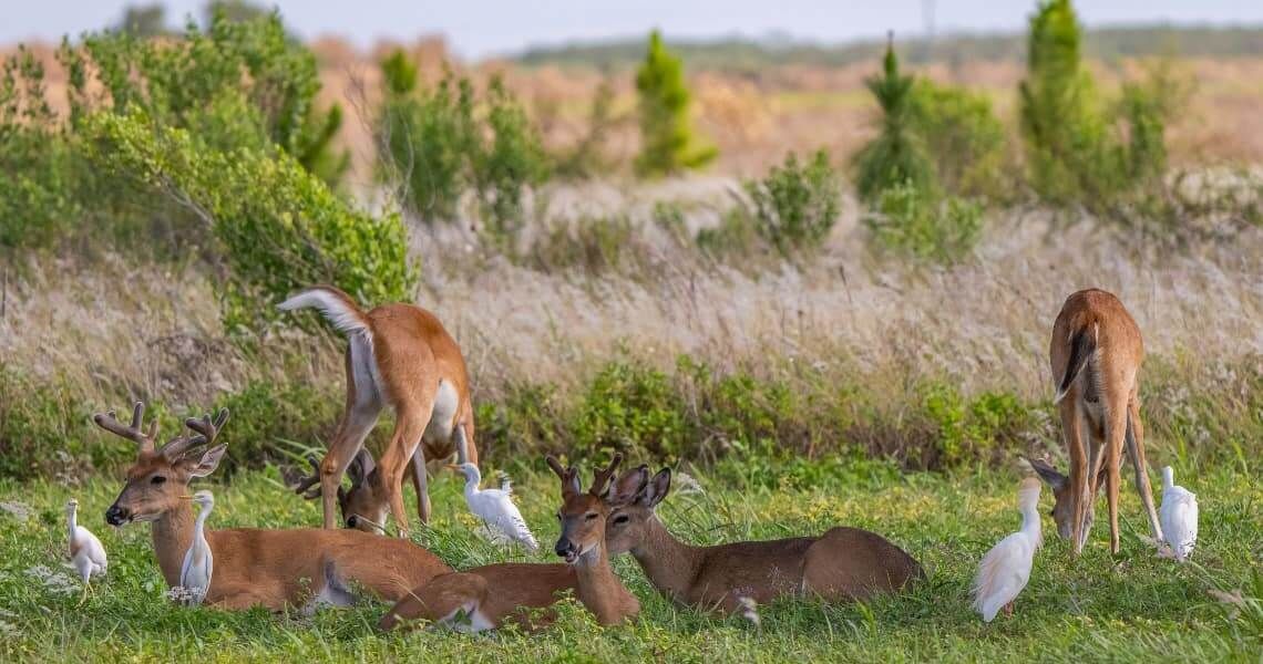 the hunter's guide to hunting in palacios, tx-deer and birds-6