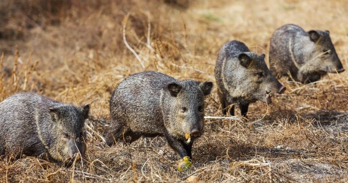 the hunter's guide to hunting in palacios, tx-javelina-5