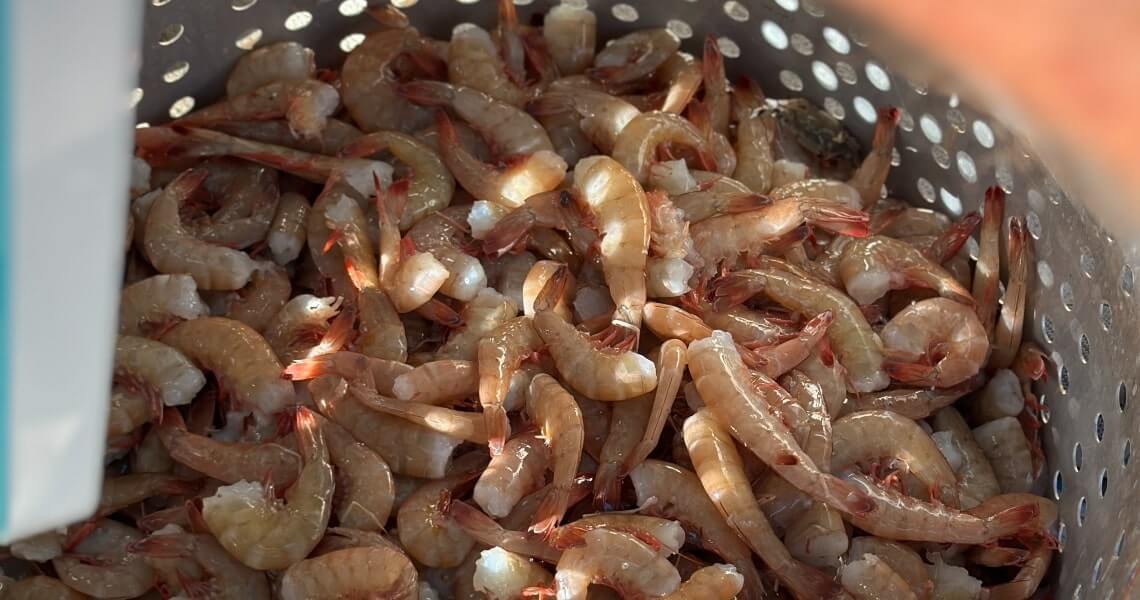 tres palacios bay-shrimp-4 tres palacios bay-shrimp-4